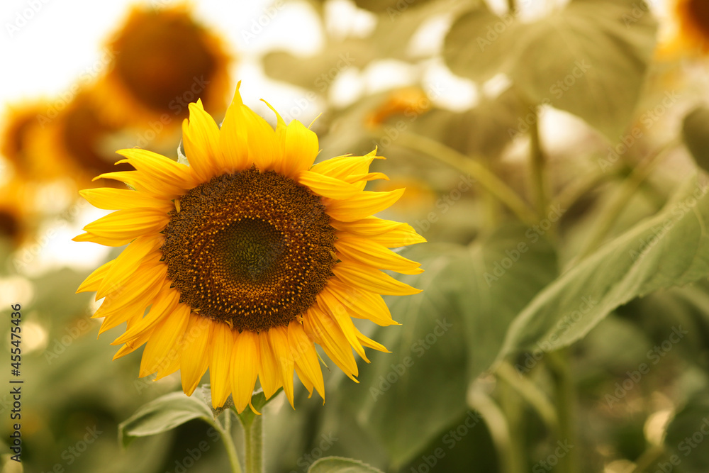 beautiful sunflower on the field background