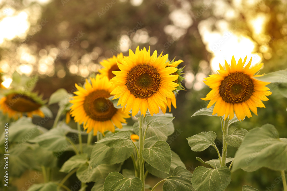 beautiful sunflower in the field on a sunny day