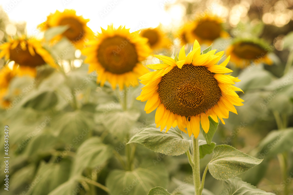 Obraz premium beautiful sunflower on the field background