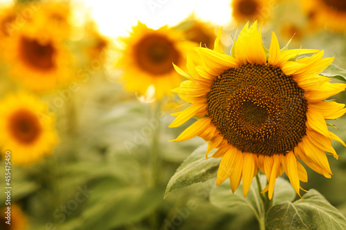 Fototapeta Naklejka Na Ścianę i Meble -  beautiful sunflower in the field on a sunny day
