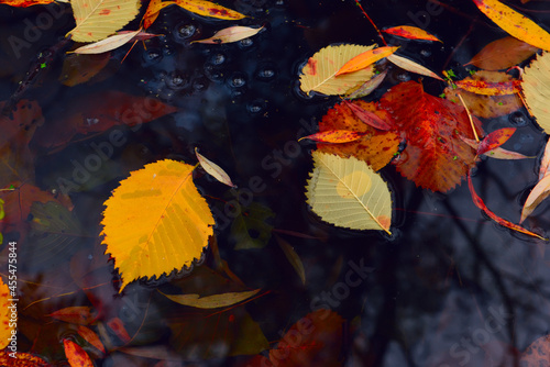 Autumn colorful leaves in a puddle. autumn mood.