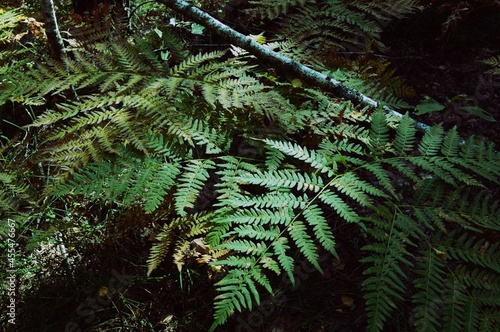 Green-yellow fern. Autumn dying fern