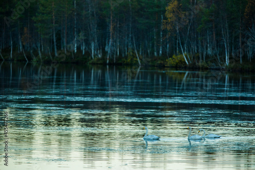 Whooper swan group in a lake in Lapland, Finland