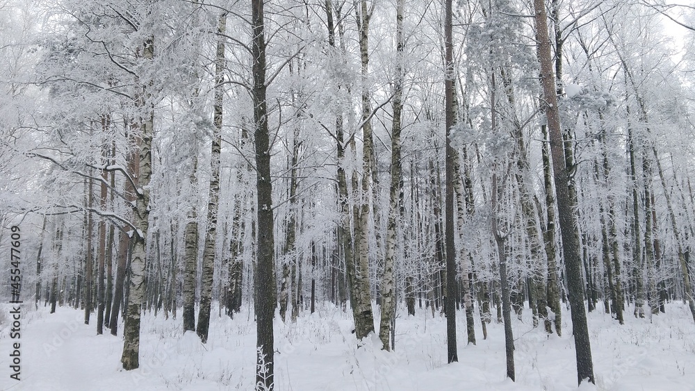 snow covered trees in winter snow covered trees in winter