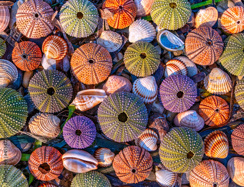 collection of sea urchins on pebble and seaweed natural background  filtered image