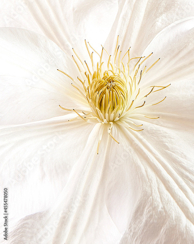 close up of clematis