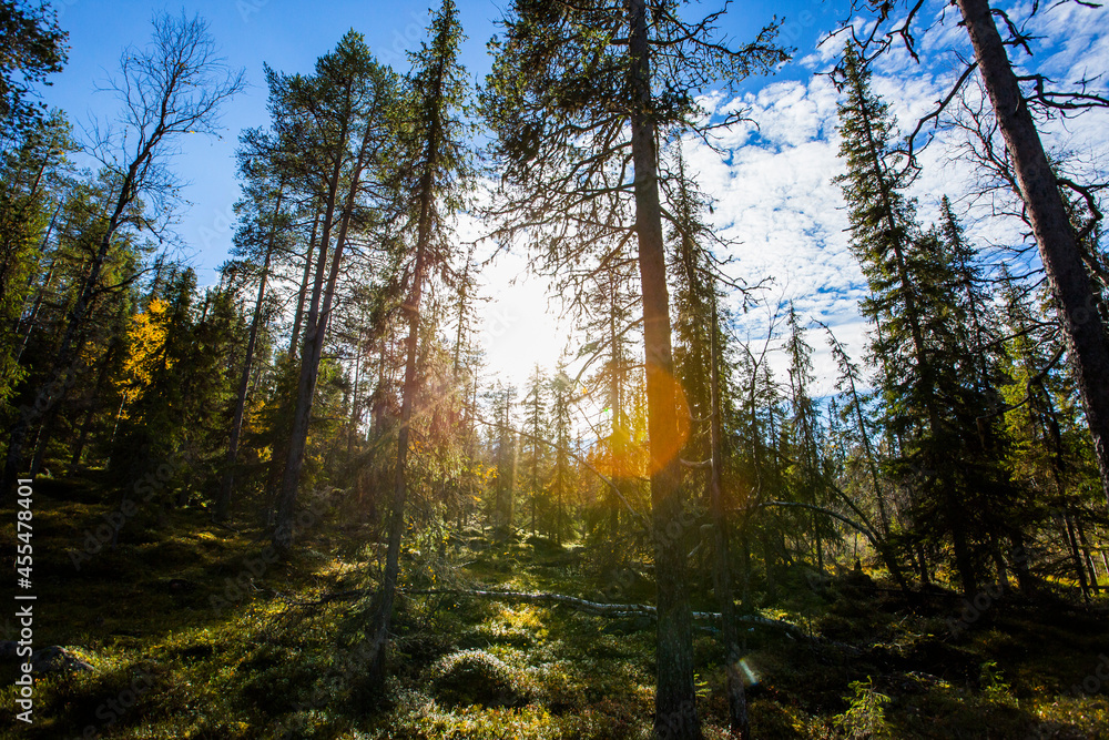 Fototapeta premium Autumn landscape in Yllas Pallastunturi National Park, Lapland, Finland