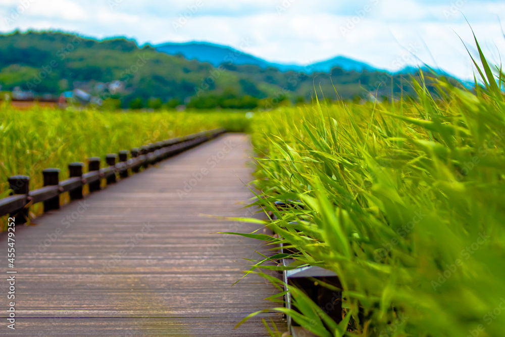 Obraz premium path in the field