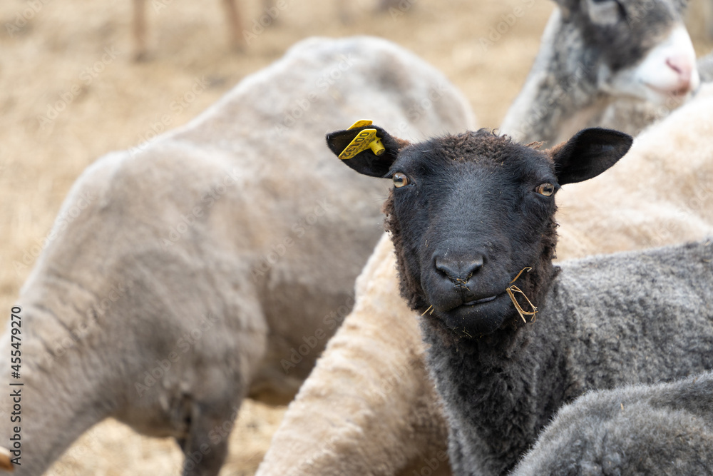 Fototapeta premium Single black sheep looking at the camera