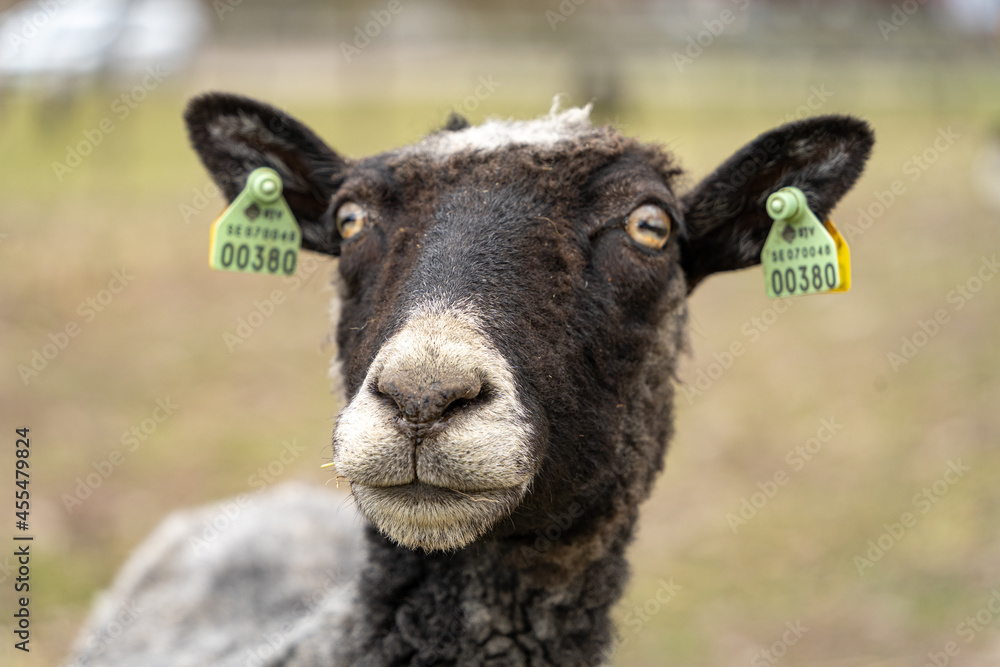 Fototapeta premium Single black sheep looking at the camera