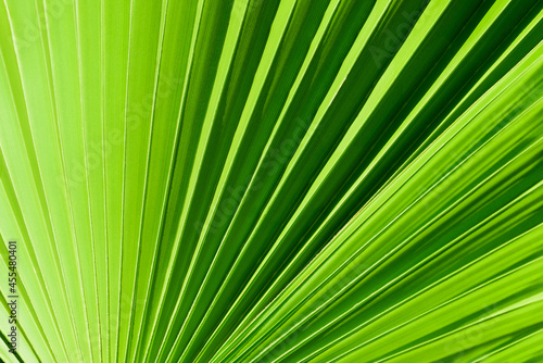 Close-up palm leaves. Light green nature background