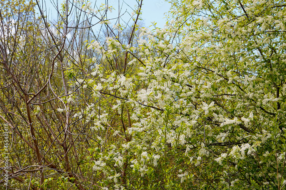 Fototapeta premium A blooming branch of apple tree in spring sunny day