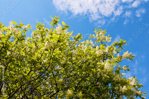 A blooming branch of apple tree in spring sunny day