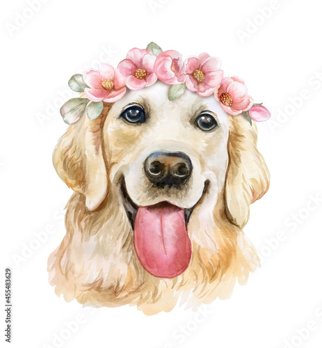 Fototapeta Naklejka Na Ścianę i Meble -  Labrador Retriever portrait, muzzle in a floral wreath with pink flowers. Watercolor. Dog isolated on white background. Large-sized longhair gun dog. Hand drawn sweet home pet. Greeting card design