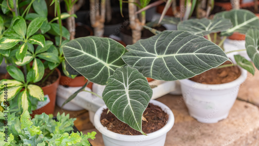 Alocasia reginula black velvet Alocasia reginula black velvet