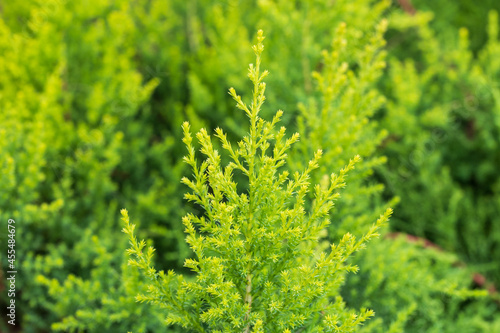 Lemon cypress