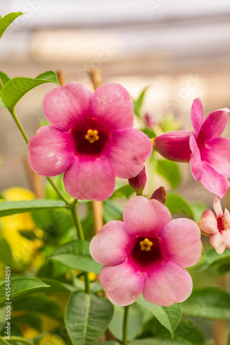 Three pink flowers of allamanda blanchetii