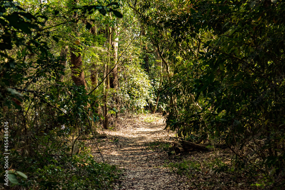 Fototapeta premium Trilha de folhas na mata com arvores