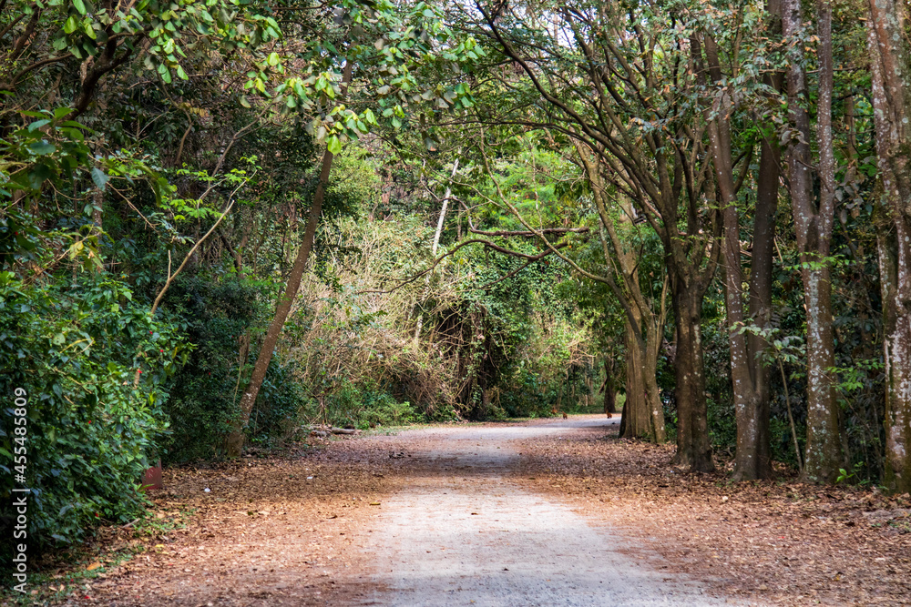 Trilha de folhas na mata com arvores