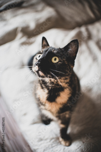close up of a cat
