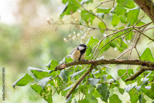 spotted woodpecker
