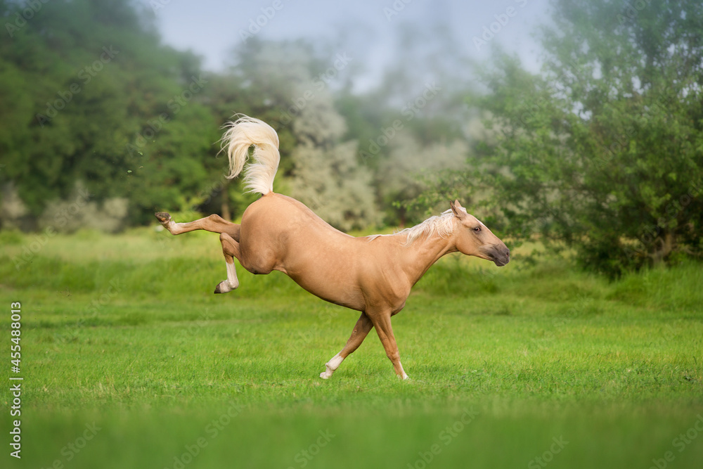 Cremello horse with long mane free run and play in green meadow