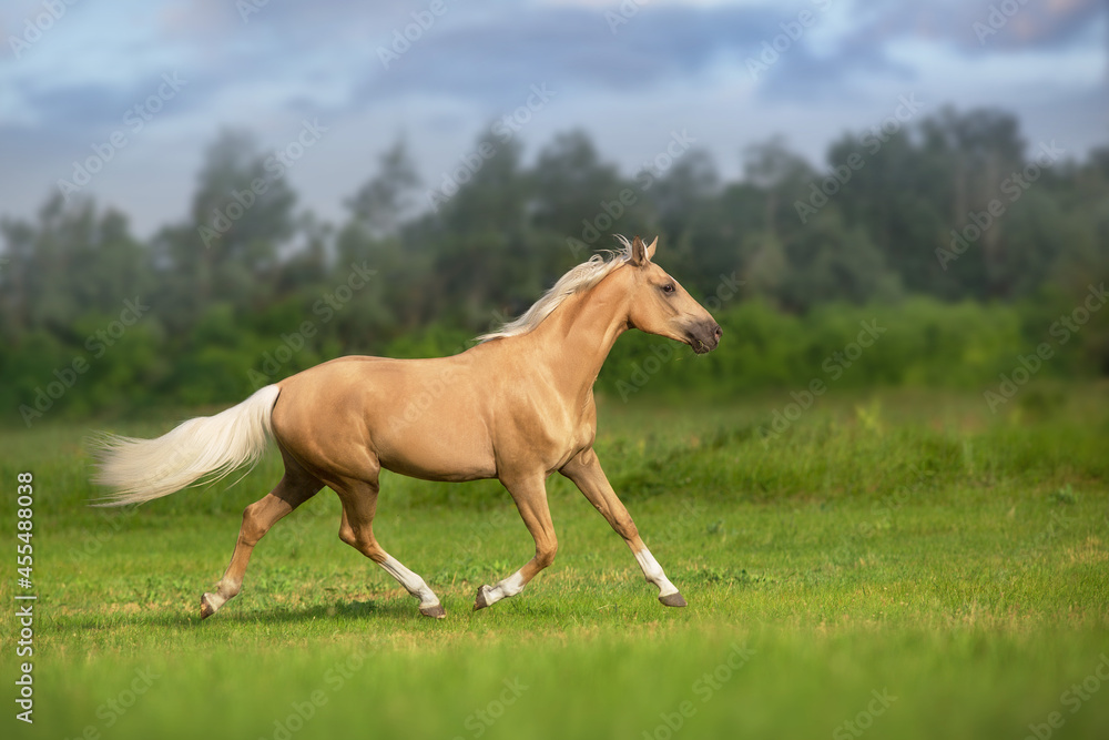 Fototapeta premium Cremello horse with long mane run trot in green meadow