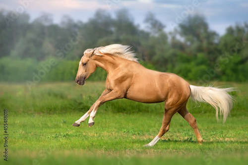 Cremello horse with long mane free run in green meadow