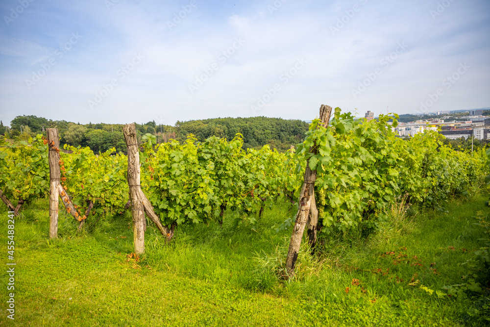 Wine Vineyards. Young wine bushes of grape plantation in Prague city, Czech republic 