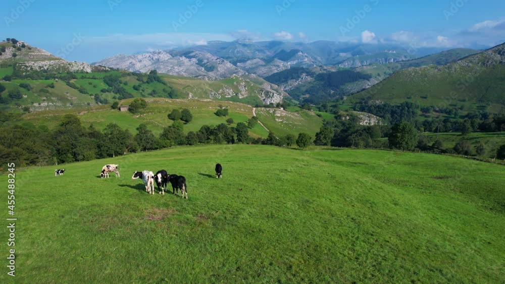 Group of cows in the surroundings of the town of Solana near the Cuevas de Sopeña. Aerial view from a drone of the landscape in summer in the Miera Valley. Cantabria, Spain, Europe Group of cows in the surroundings of the town of Solana near the Cuevas de Sopeña. Aerial view from a drone of the landscape in summer in the Miera Valley. Cantabria, Spain, Europe