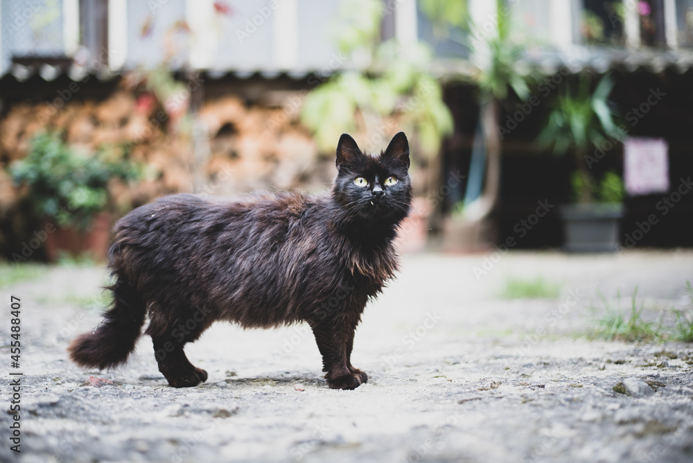 Obraz premium black cat