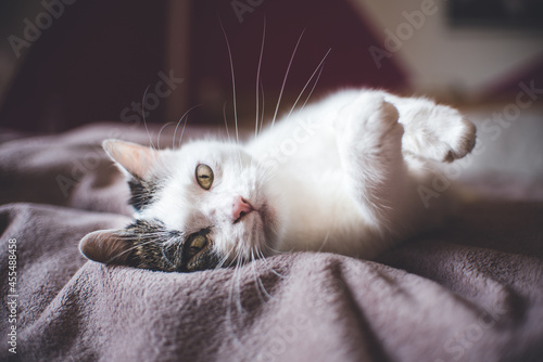 cat on the bed