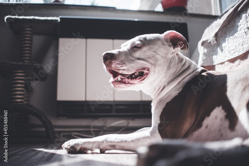 portrait of a dog