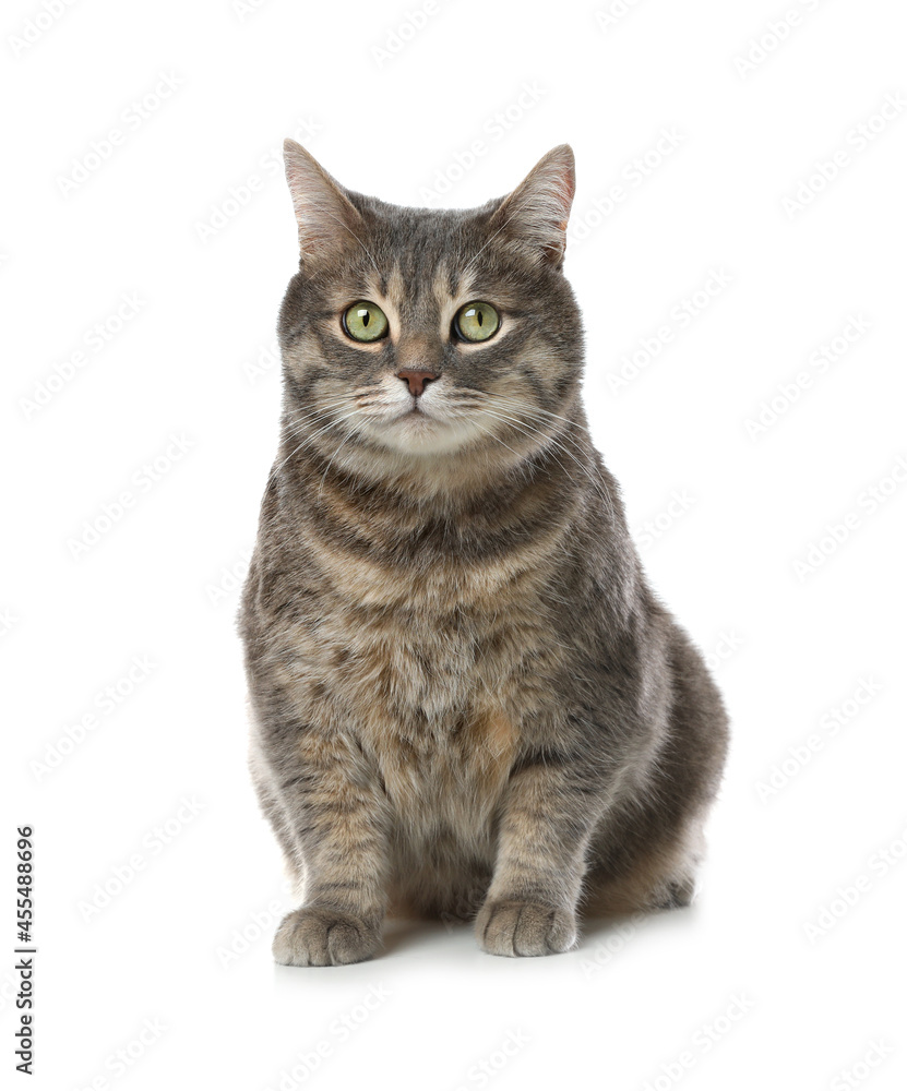 Beautiful grey tabby cat on white background. Cute pet Beautiful grey tabby cat on white background. Cute pet