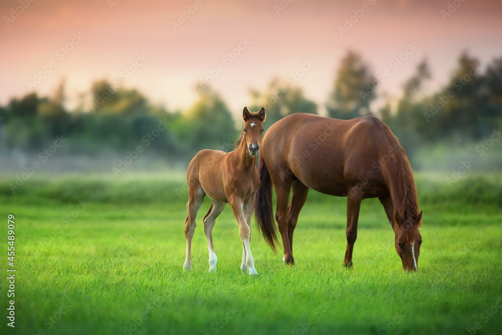 Red mare and foal on green pasture on fog morning - obrazy, fototapety, plakaty 