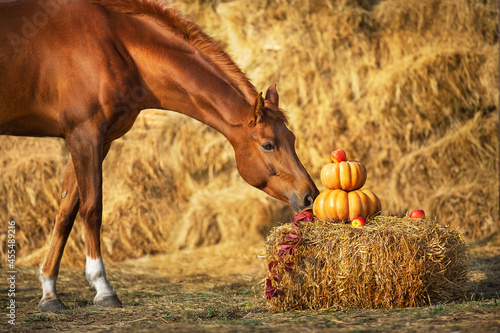 Red horse portrait with autumn harvest pumpkins