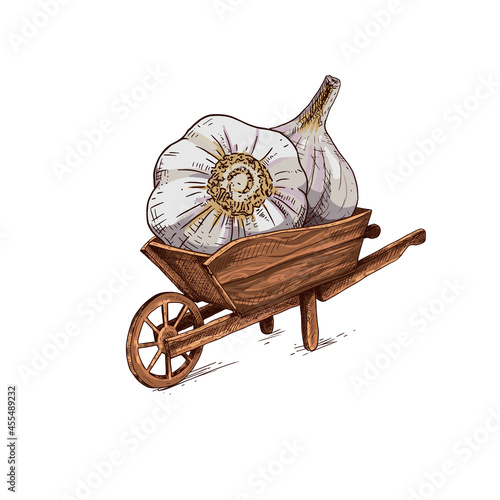 Hand drawn farmer wooden cart with garlic. Farm fresh delivery design template. Vector illustration isolated on white background.