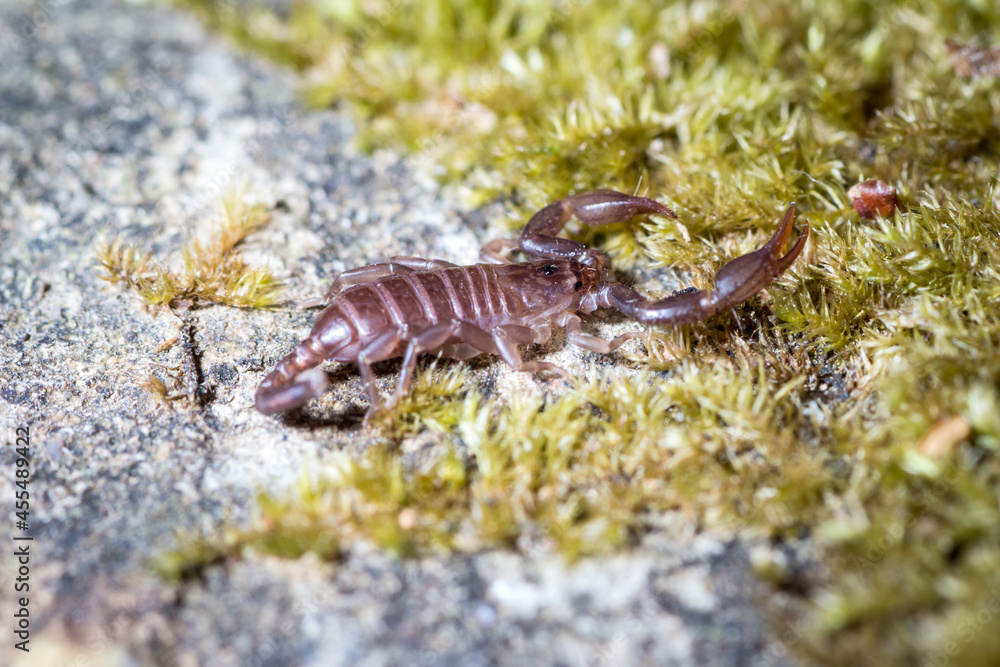 Young Euscorpius italicus heats up in the sun on a rock in search of prey Young Euscorpius italicus heats up in the sun on a rock in search of prey