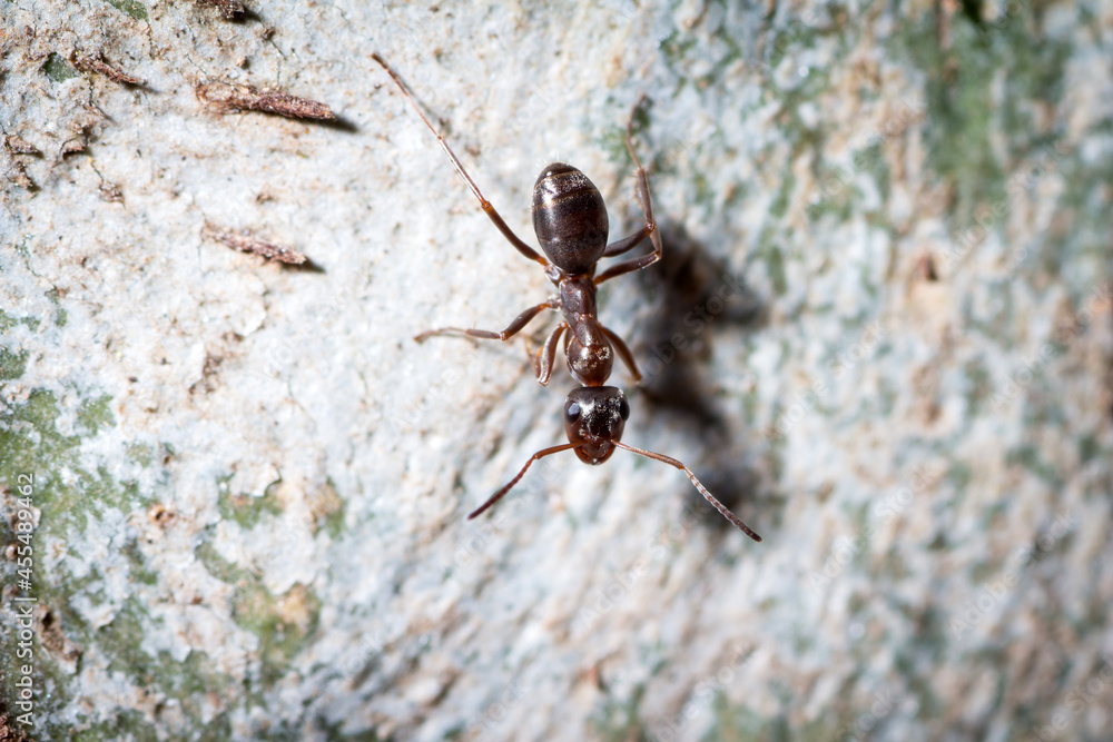 Formica cunicularia worker follows the trail left by her companions in a tree Formica cunicularia worker follows the trail left by her companions in a tree