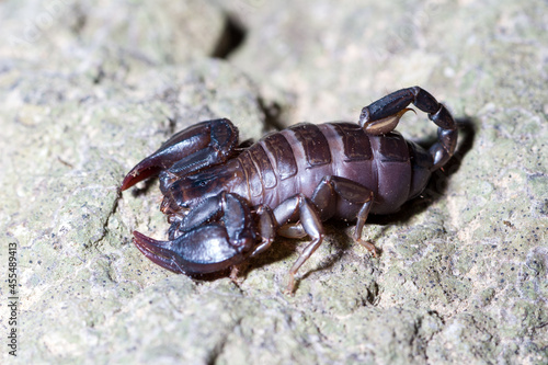Euscorpius italicus heats up in the sun on a rock in search of prey photo