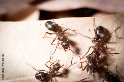 Group of Formica cunicularia kill an ant from a nearby anthill