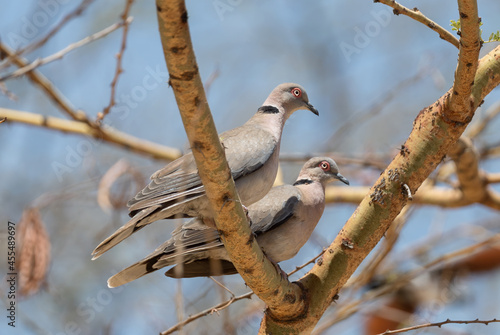 Mourning Collared Dove - Streptopelia decipiens, beautiful common dove from African woodlands and gardens, lake Ziway, Ethiopia. photo