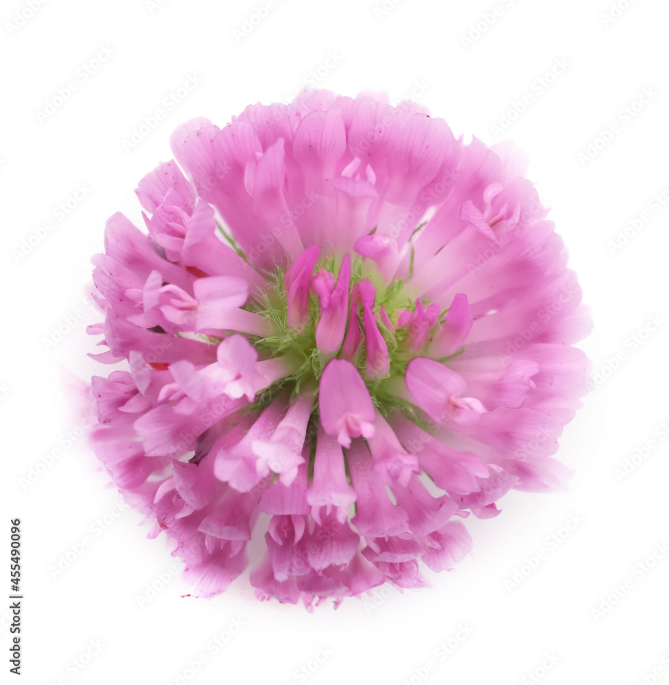 Beautiful blooming clover flower on white background, top view