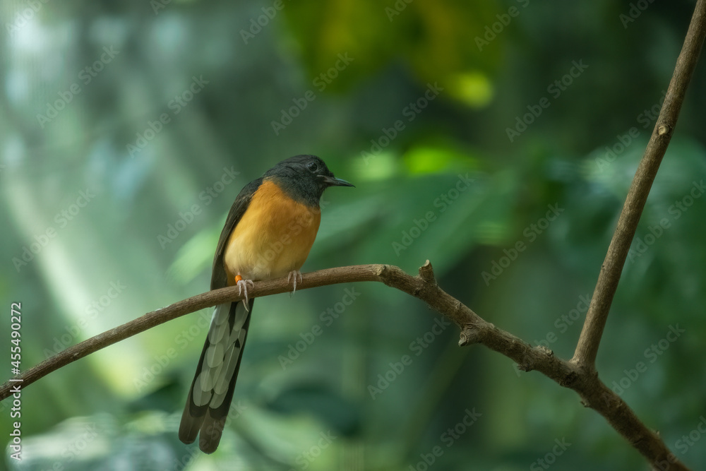 Blue-crowned laughing thrush (Garrulax courtoisi) perched on tree branch with orange leg band visible Blue-crowned laughing thrush (Garrulax courtoisi) perched on tree branch with orange leg band visible