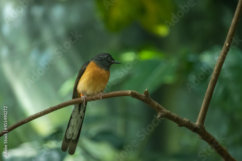 Blue-crowned laughing thrush (Garrulax courtoisi) perched on tree branch with orange leg band visible