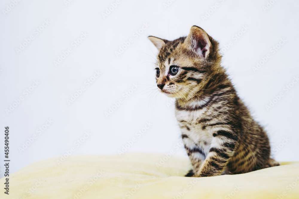 Portrait d'un adorable chaton tigré aux yeux bleus - Isolé sur un fond blanc Portrait d'un adorable chaton tigré aux yeux bleus - Isolé sur un fond blanc