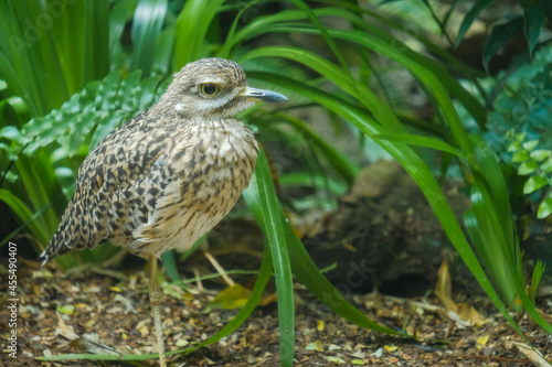 Spotted dikkop (Burhinus capensis) standing on one leg photo