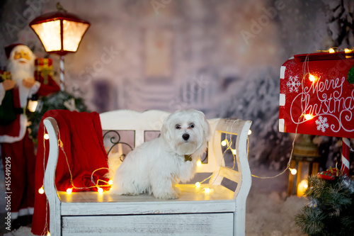 Little white maltese puppy dog sitting on a bench on Christmas