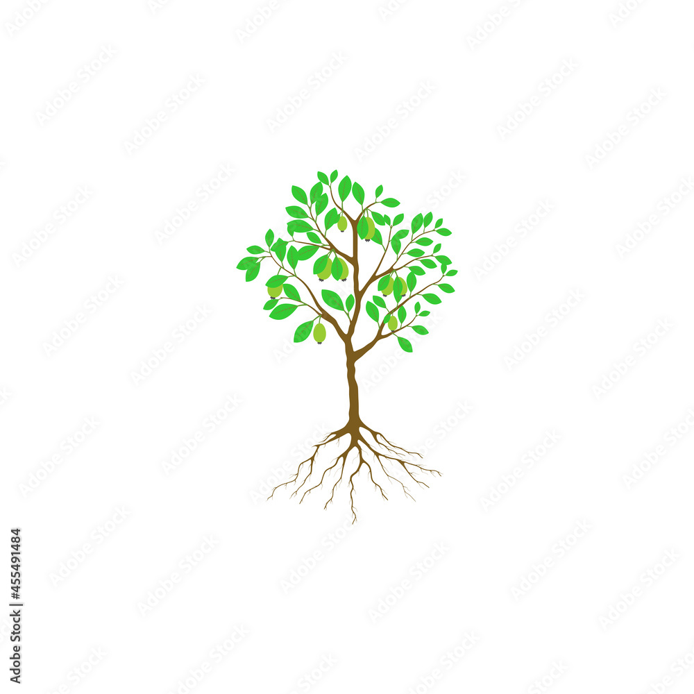 Obraz premium Feijoa tree with fruits and roots on a white background.