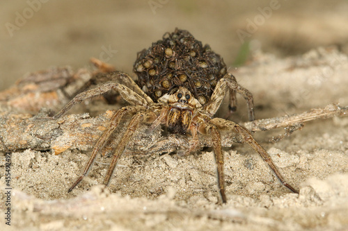 Wolf spider, hogna radiata with babies photo